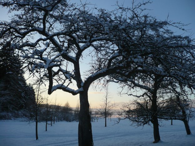 Obstbaum im Winter