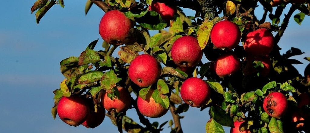 Streuobstäpfel am Baum @Anton Polt