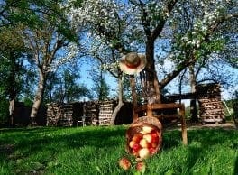 frucht-genuss@leader-kamptal