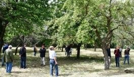 streuobstgarten-schnittkurs_nlleader-kamptal