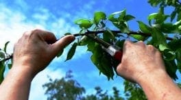 sommerobstbaumschnittleader-kamptal-2